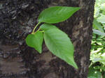J0010050.jpg