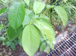 J0010052.jpg