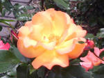 J0010089.jpg