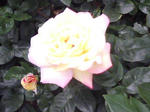 J0010099.jpg