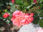 J0010106.jpg