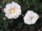 J0010108.jpg