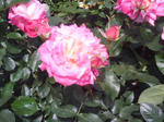 J0010114.JPG