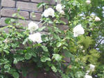 J0010118.jpg