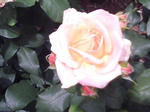 J0010122.jpg