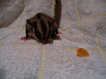 natsu1.gif