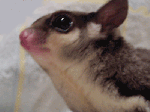 natsubest.gif