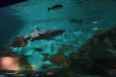 水族館