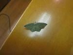 m3d20090601_1890.jpg