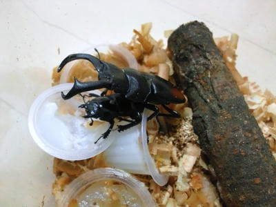 2012.05.11maki.JPG