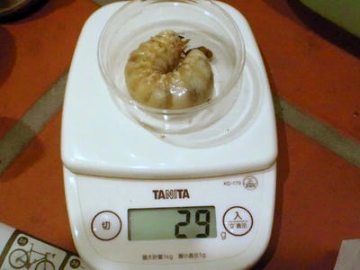 2012.05.29kawa.jpg