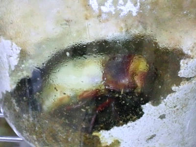 2012.09.kawa001.jpg