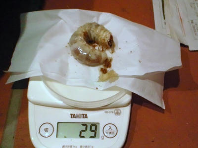2012.10.kawa002.jpg