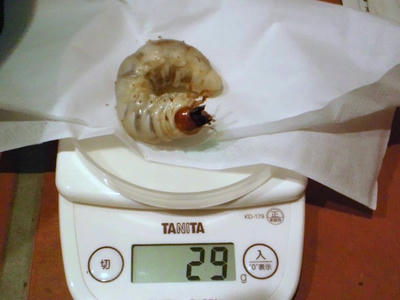 2012.10.kawa003.jpg