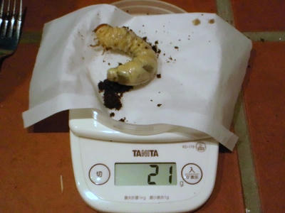 2012.10.bowrin005.jpg