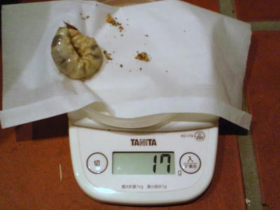 2012.10.woodi007.jpg