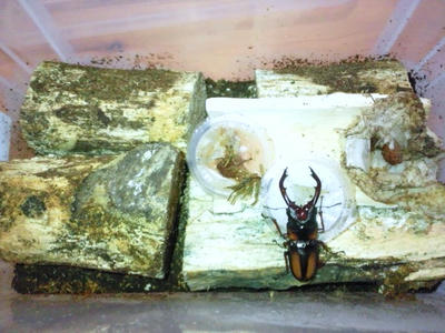 2012.11.mira004.jpg