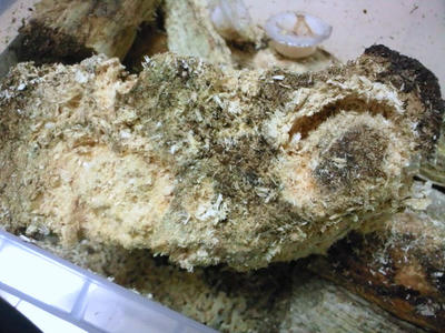 2012.12.bowrin003.jpg