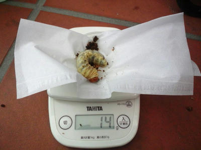 2012.12.maki005.jpg