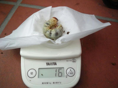 2012.12.maki004.jpg