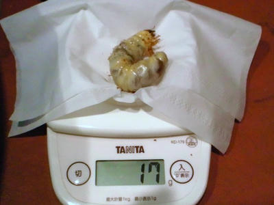 2013.01.bowrin003.jpg