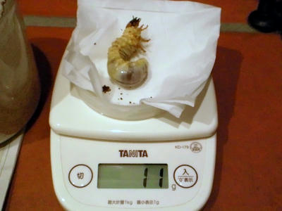 2013.02.mandi002.jpg