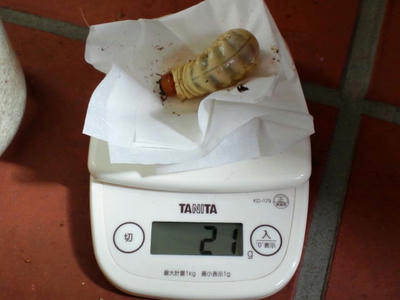 2013.02.mandi003.jpg