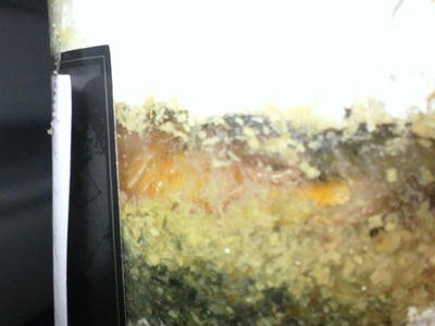 2013.02.woodi007.jpg