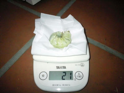 2013.02.kurume001.jpg