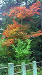 091102nango1.jpg