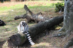 IMG_1735_R.JPG