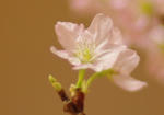 cherryblossoms_01.jpg