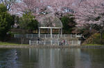 sakura_03.jpg