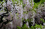 wisteria_01.jpg
