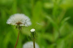 dandelion_01.jpg