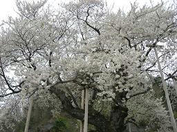 sakura_1.JPG