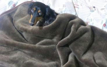 なにか用でちか？眠いんでち.jpeg