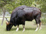 Gaur.jpg