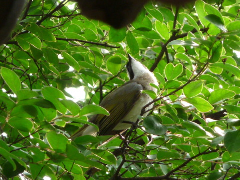 留園の鳥