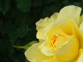 どアップの黄色のバラ