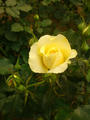 黄色のバラ２