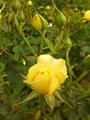 黄色のバラ１