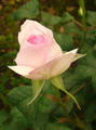 ピンクのバラ２