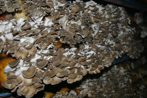 maitake.JPG