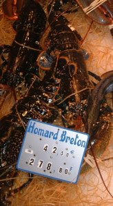 Homard1.jpg