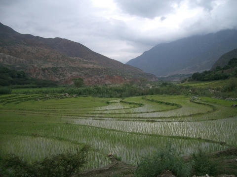 arroz.JPG