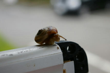 caracol.jpg
