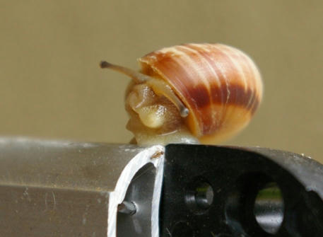 caracol2.jpg