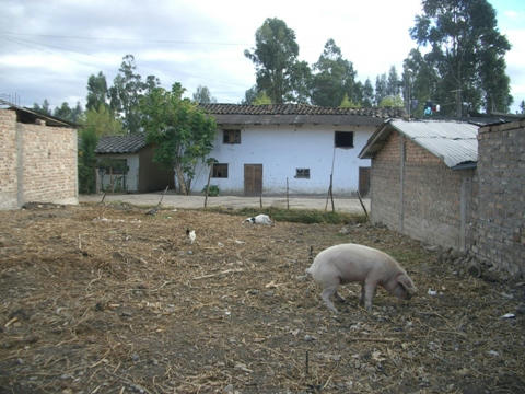 chancho.JPG