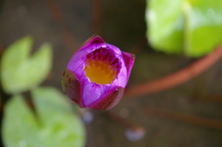 flor.JPG